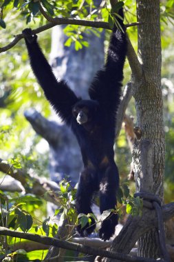 Ağaç dalları üzerinde vahşi maymun