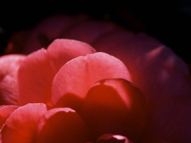 kamelya çiçeği yakın çekim