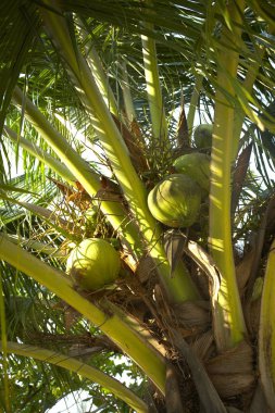 Organik yeşil meyve ağacı