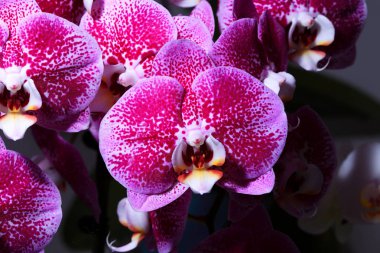 orkide çiçekleri yakın çekim
