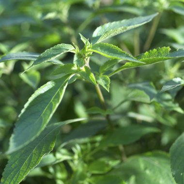 Yeşil nane yaprakları 