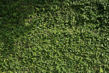 yeşillik duvar arka plan