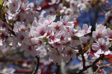 Doğal kiraz çiçeği