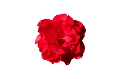 Güzel gül çiçeği 