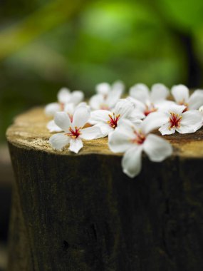 Tahta arka planda beyaz çiçekler