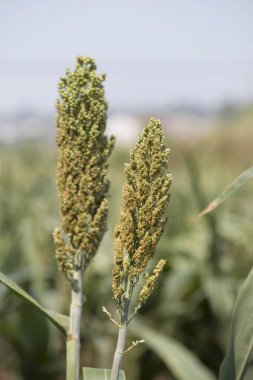 Doğal kinmen tesisi alanı