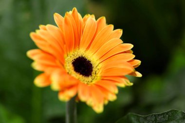 Güzel papatya çiçek yakın çekim