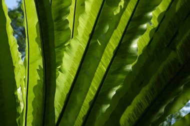 yeşil bitki yaprakları 