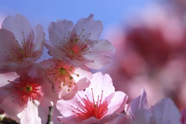 Doğal kiraz çiçeği