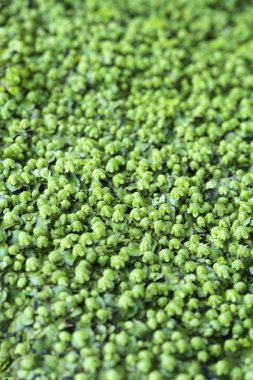 büyüyen yeşil bitki arka plan