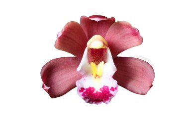 güzel orkide çiçek  