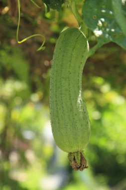 Yerdeki yeşil sünger kabak