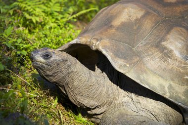 Aldabra dev kaplumbağası. 