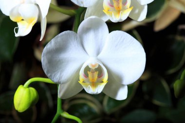 orkide çiçekleri yakın çekim