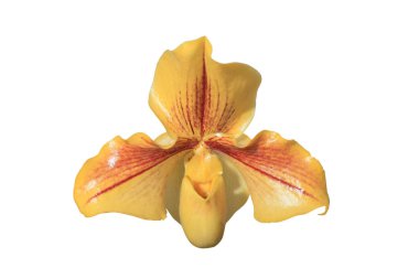 güzel orkide çiçek  