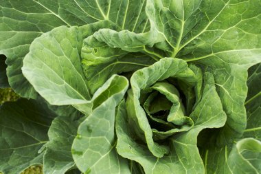 Alandaki yeşil lahana