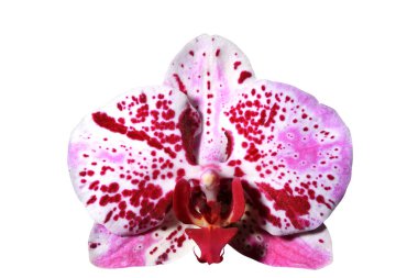 güzel orkide çiçek  