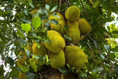 Tropikal nefesi ağaç