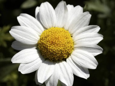 Güzel papatya çiçek yakın çekim