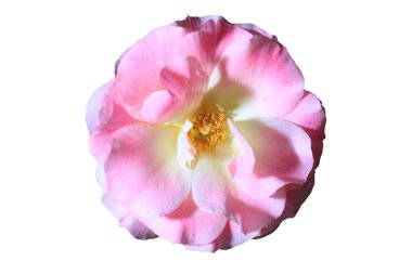 güzel pembe çiçek 