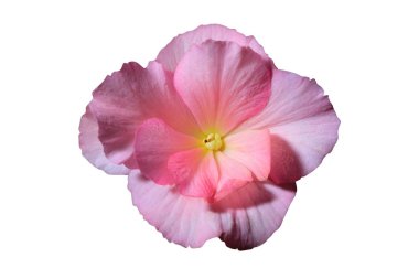 güzel pembe çiçek 