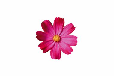 güzel pembe çiçek 