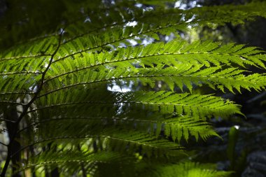 yeşil bitki yaprakları 