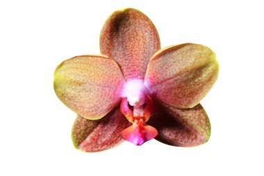 güzel orkide çiçek  