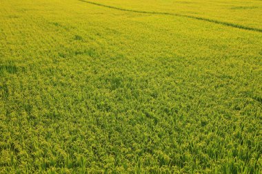 Güzel buğday tarlası