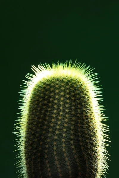 Cactus verde con agujas — Foto de Stock