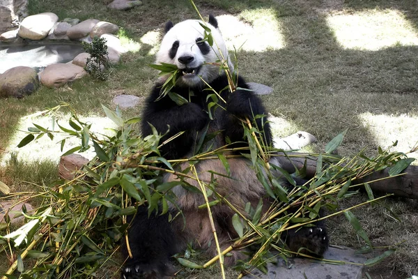 Panda jeść trawa zielony — Zdjęcie stockowe