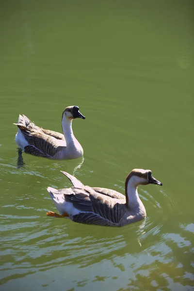 Niedliche Schwimmenten — Stockfoto