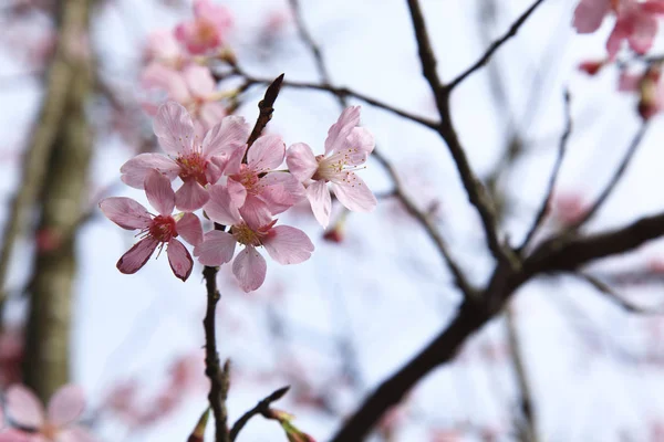 Floraison naturelle de cerisiers — Photo