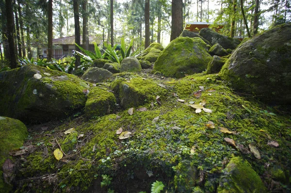 Budynek w lato park — Zdjęcie stockowe