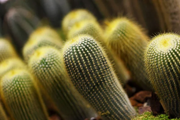 Dry cactus with needles — Stock Photo, Image