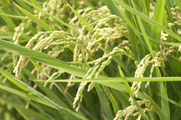 Στον τομέα των πράσινων δημητριακών ρυζιού — Φωτογραφία Αρχείου