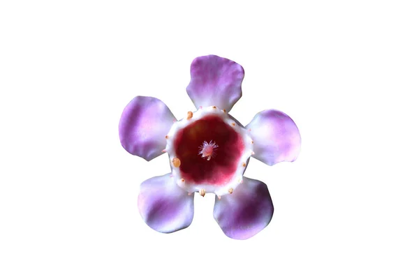 Beyaz arkaplanda güzel bir çiçek — Stok fotoğraf