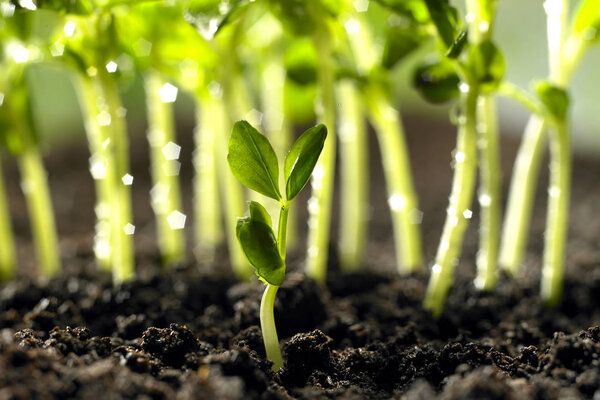 Зеленые растения, растущие в земле
