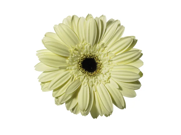 Beautiful daisy flower close up — Stock Photo, Image