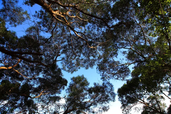 Árboles altos en el bosque — Foto de Stock