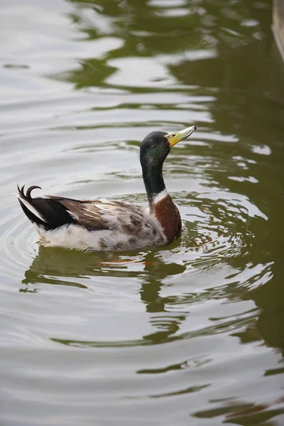 かわいいスイミング鴨 — ストック写真