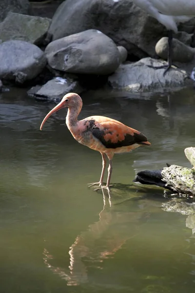 Oiseau debout dans l'eau — Photo