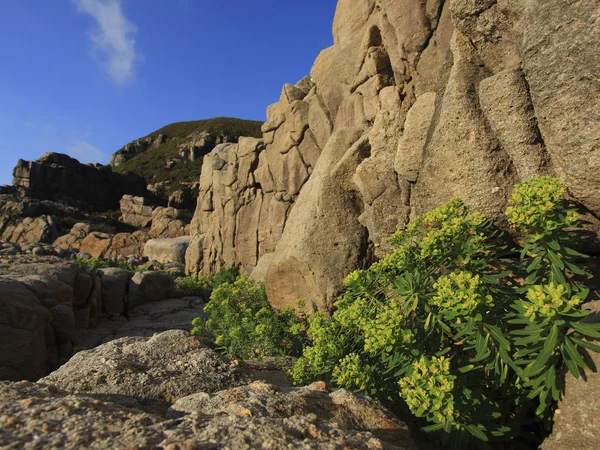 Çiçekli güzel taş manzara — Stok fotoğraf
