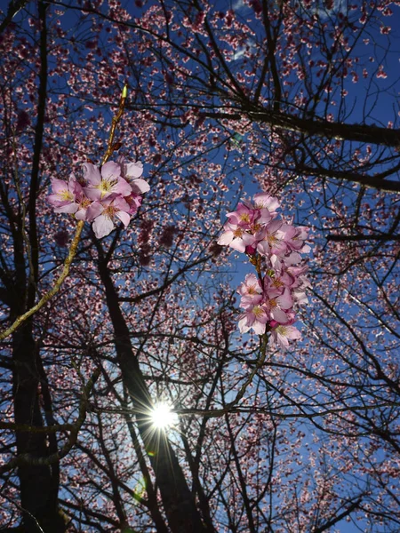 Floraison naturelle de cerisiers — Photo