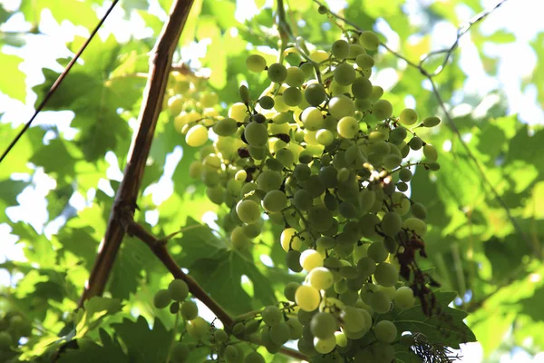 Organic cultivated grapes on branches — Stock Photo, Image