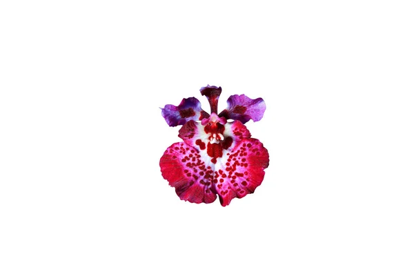 Όμορφη ορχιδέα λουλούδι — Φωτογραφία Αρχείου