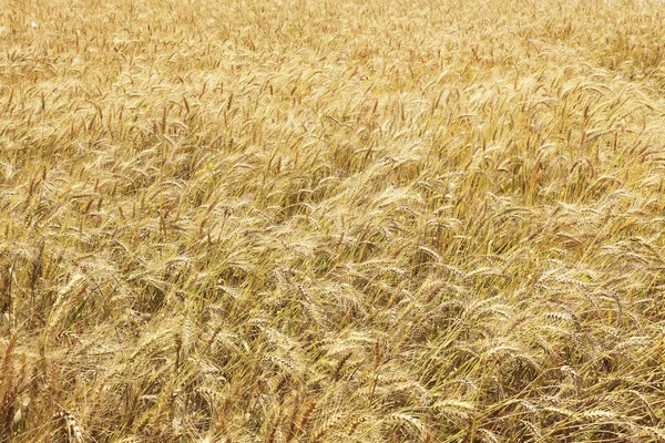 Beautiful  Wheat field — Stock Photo, Image