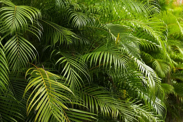 Green leaves of the fern