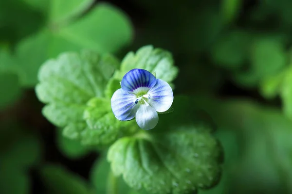 Krásná přírodní květina — Stock fotografie