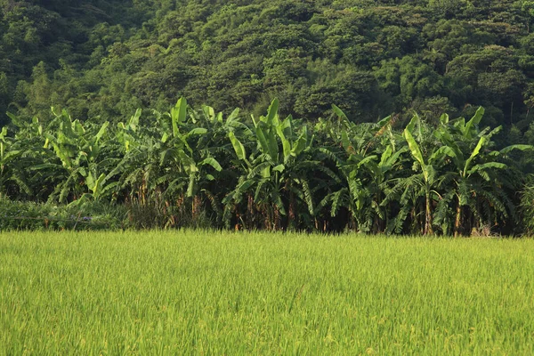 Green banana trees in nature — Stock Photo, Image